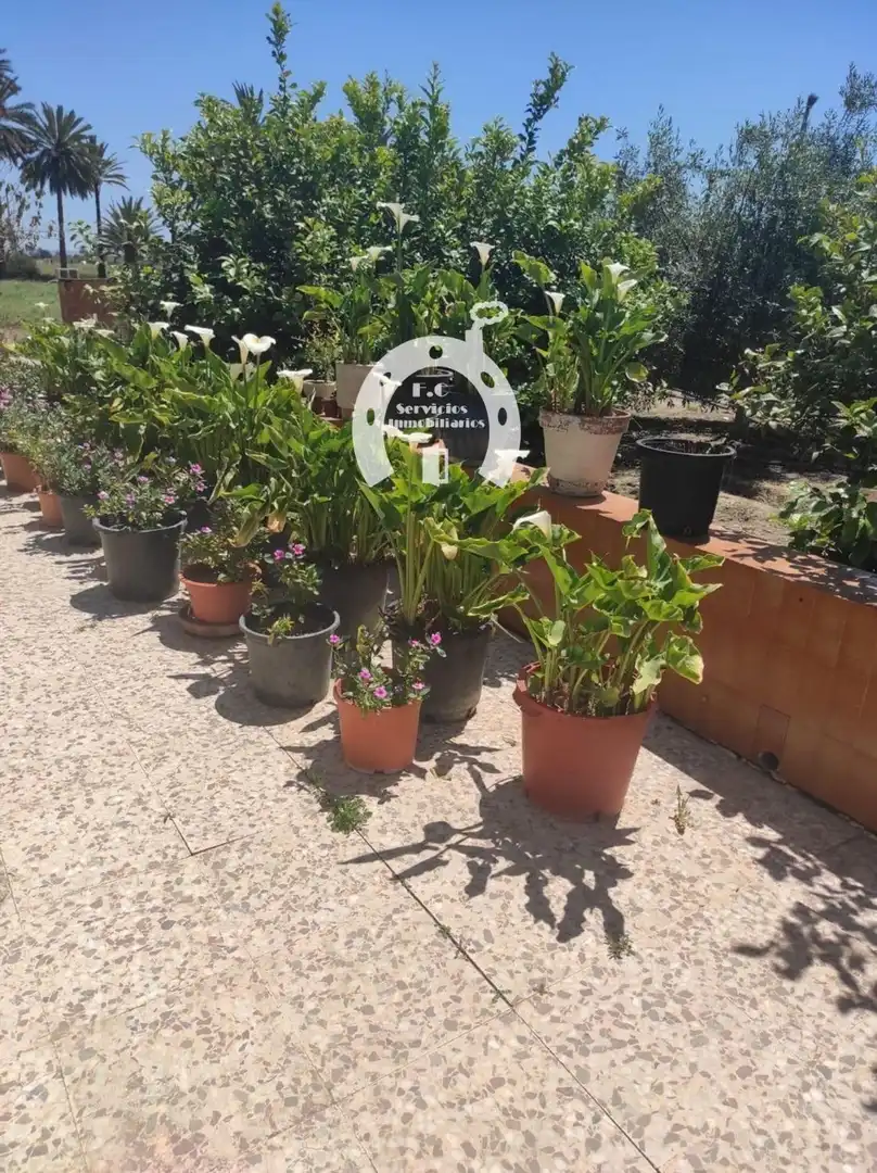 Jardí de Casa o xalet en venda en Elche / Elx amb Terrassa