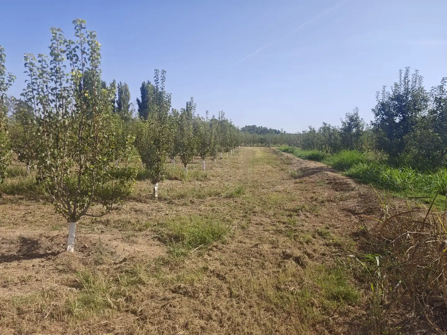 Land for sale in Albatàrrec