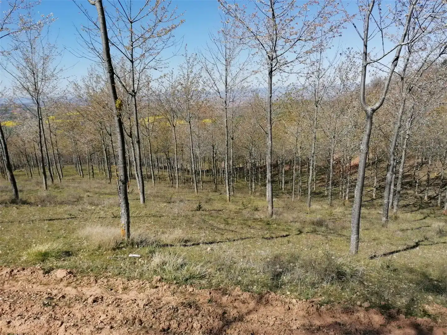 Terreno en venta en San Millán de la Cogolla, La Rioja