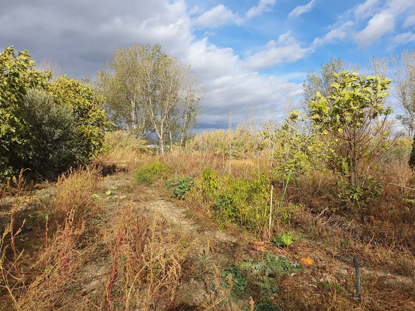 Rural land for sale in Maracena, imagen 10