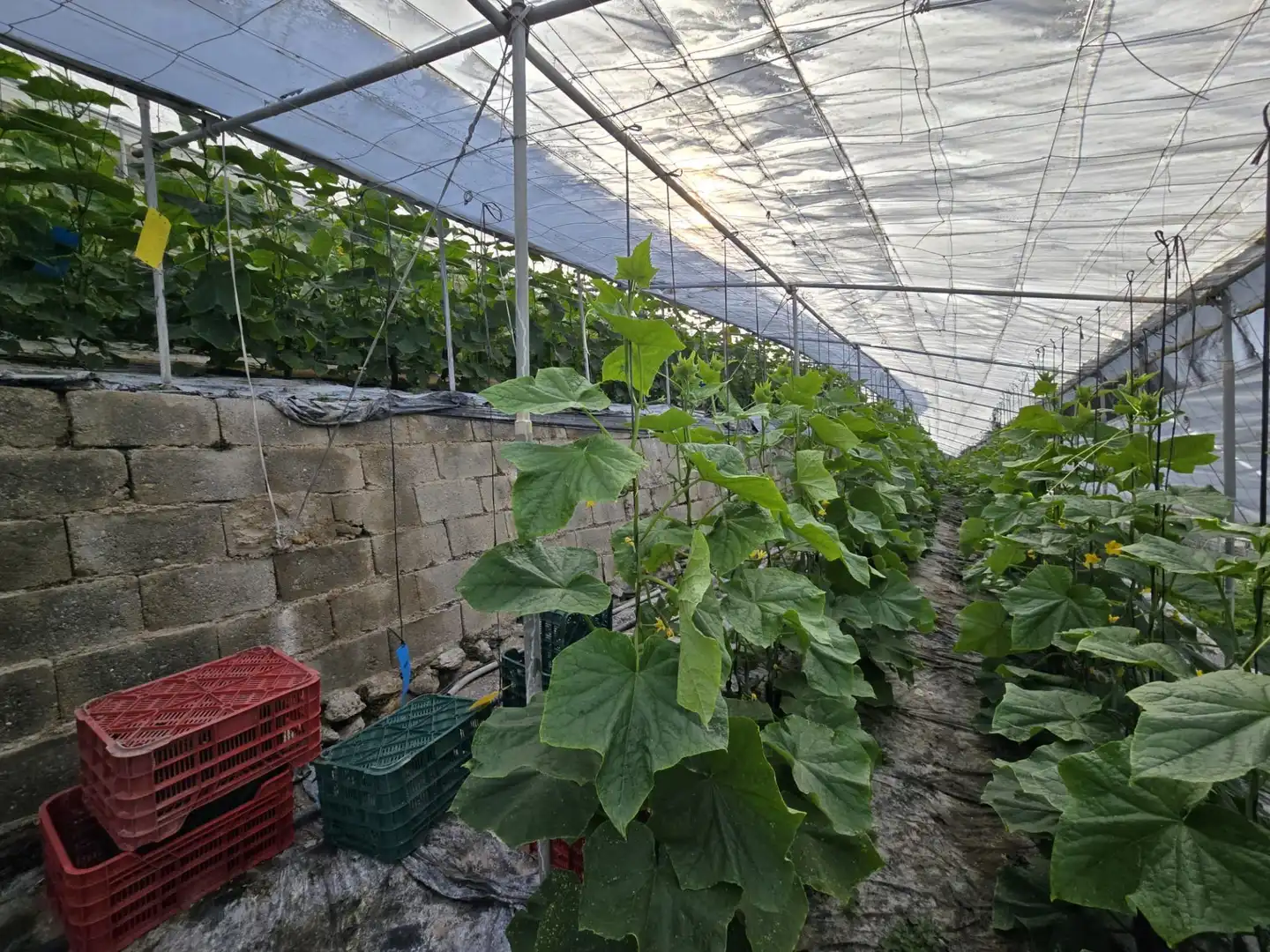 Garten von Grundstücke zum Verkauf in Rubite
