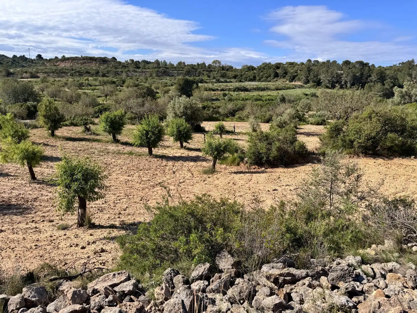 Land for sale in Polígono 26 Parcela 21 CASA BLANCA-BARBETA. TORRE, 26, Poligono Mas del Jutge