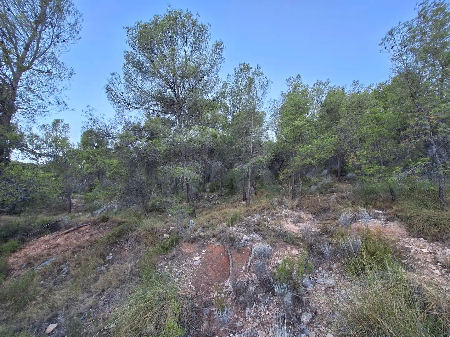 Rural land for sale in Castalla, imagen 3