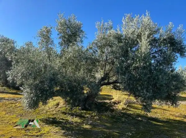 Terrenos y solares en venta en Úbeda, imagen 11