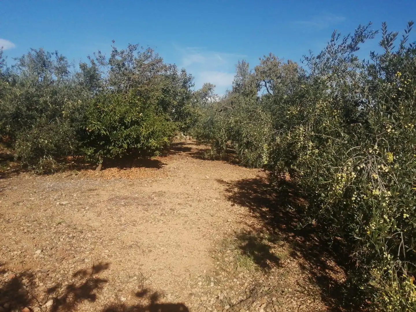 Villa in vendita a Riudoms, imagen 35