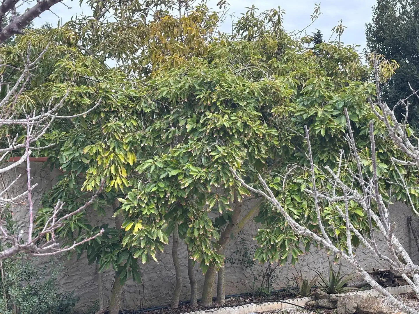 Casa rústica amb jardí en venda a Vejer, imagen 34