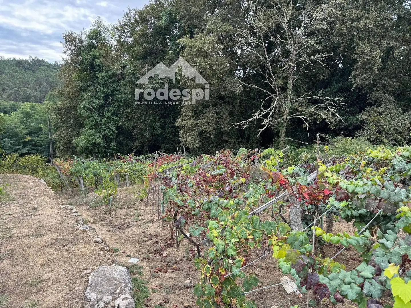 Others for sale in Cortegada, imagen 9