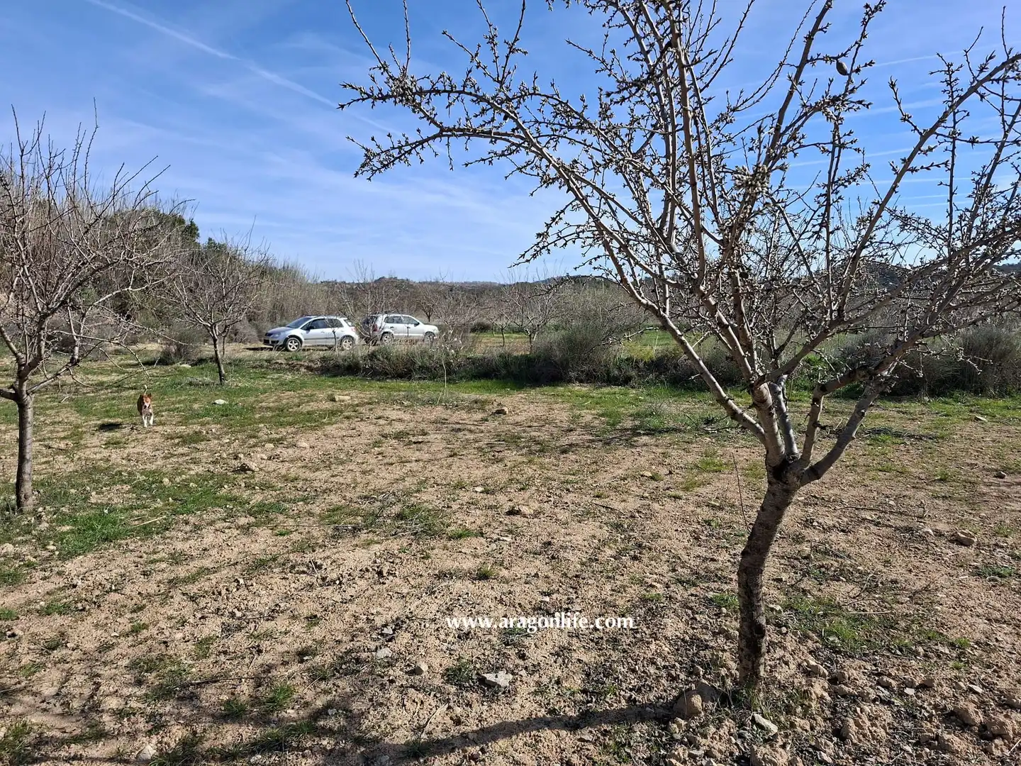 Land for sale in Fabara