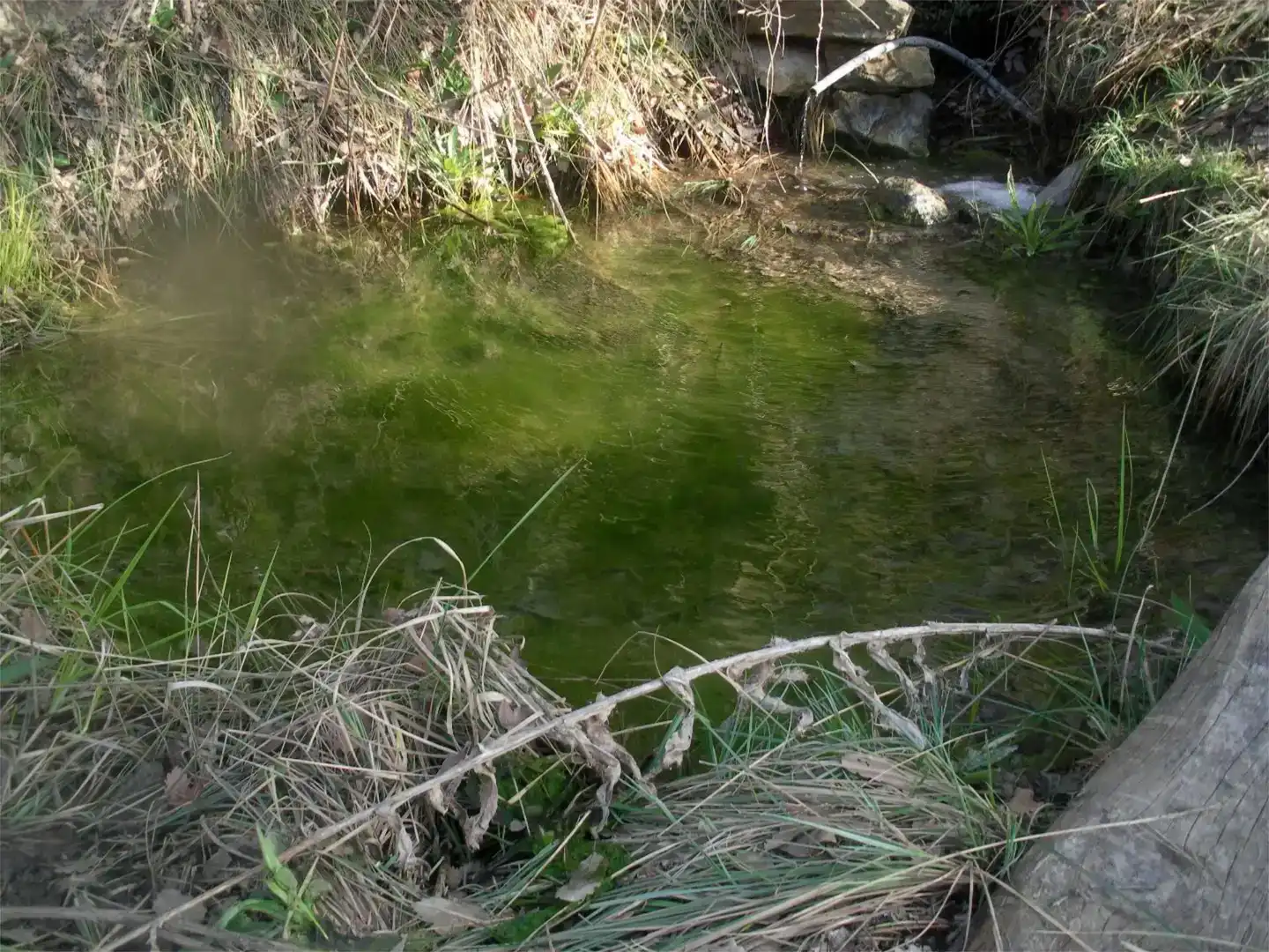 Piscina de Finca rústica en venda en Sant Esteve de la Sarga, Lleida