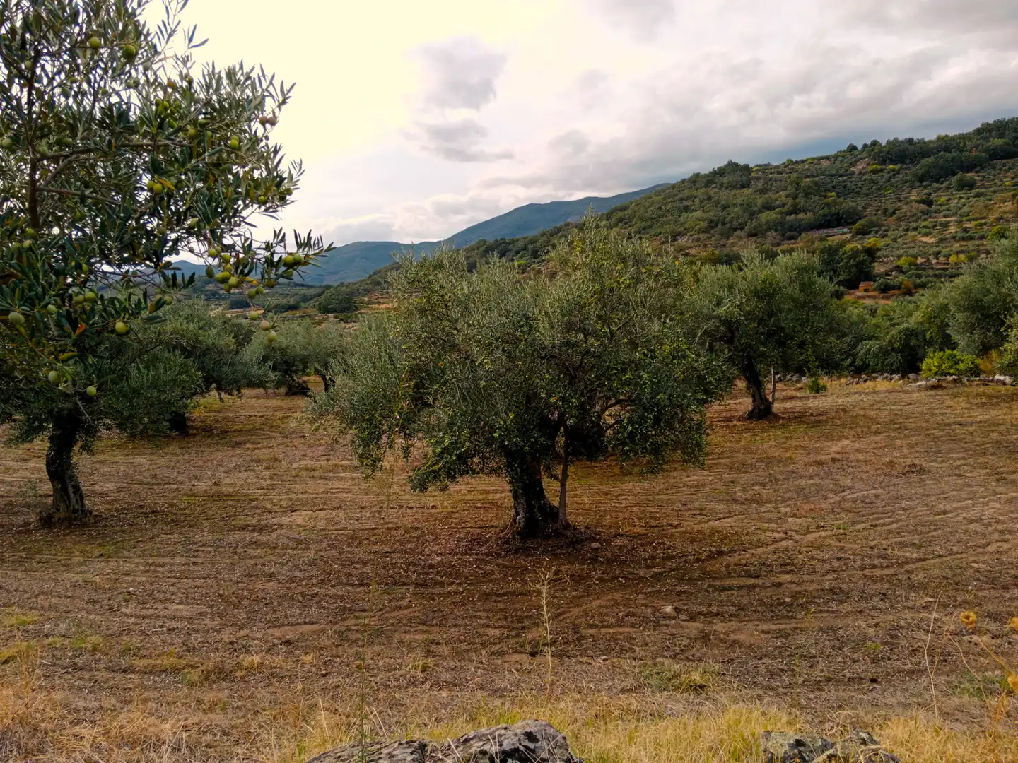 Terreni e lotti in vendita a Barrado, imagen 6