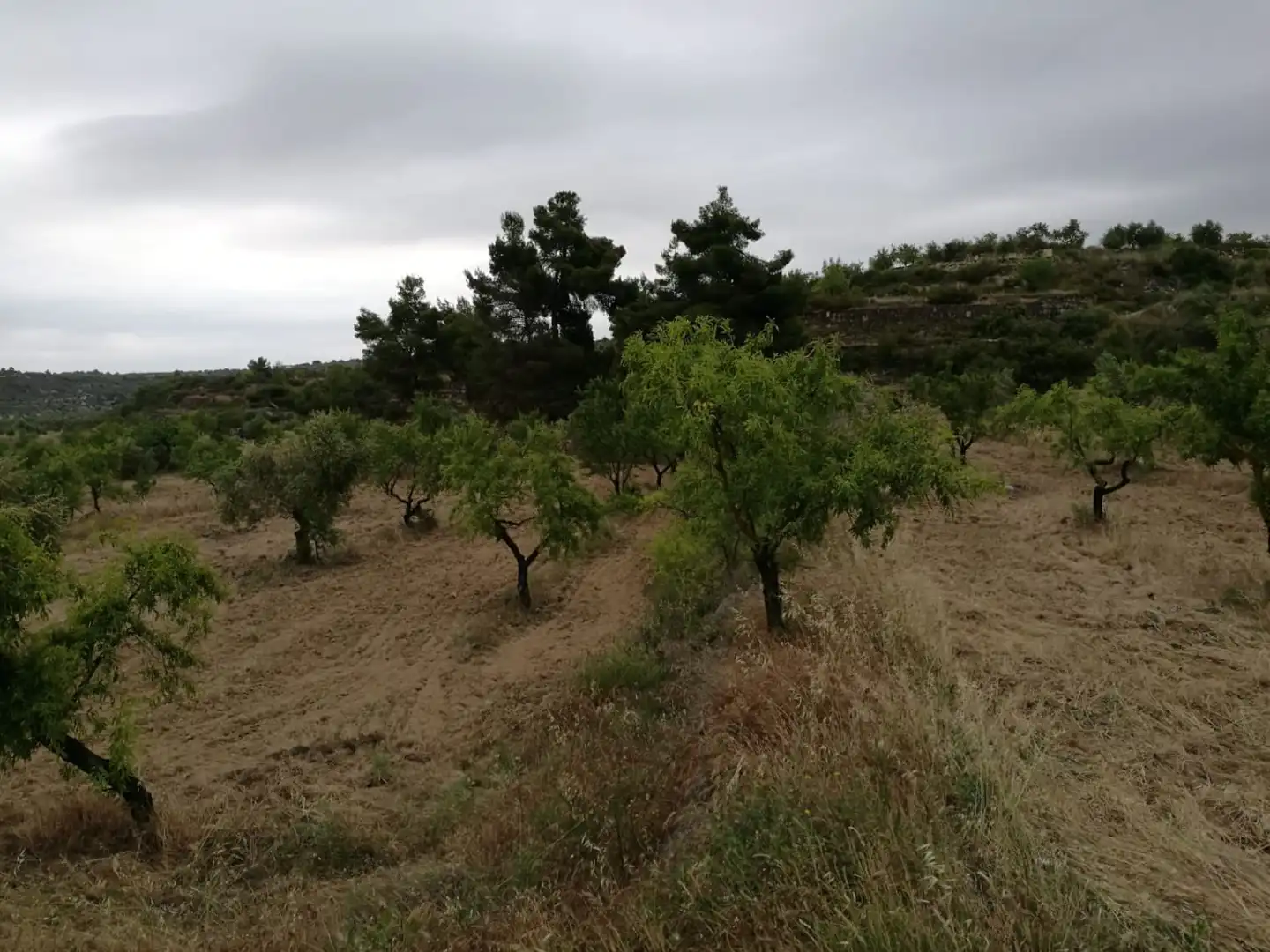 Finca rústica en venta en Castelldans