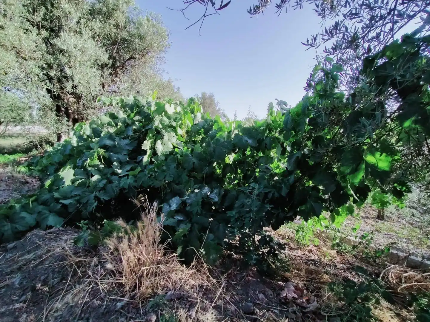 Lands and plots for sale in Nigüelas, imagen 15