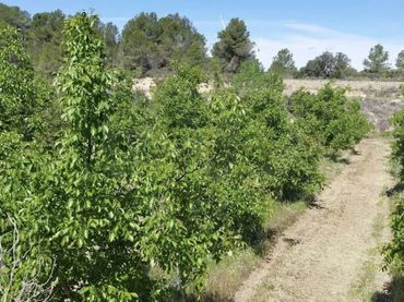 Terreno rústico en venta en Gandesa