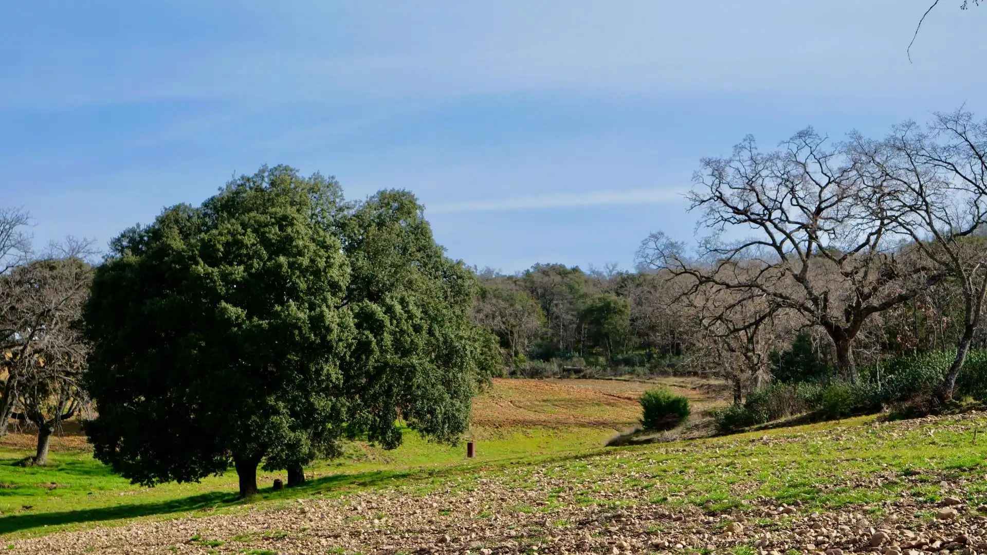 Land for sale in Arbancón