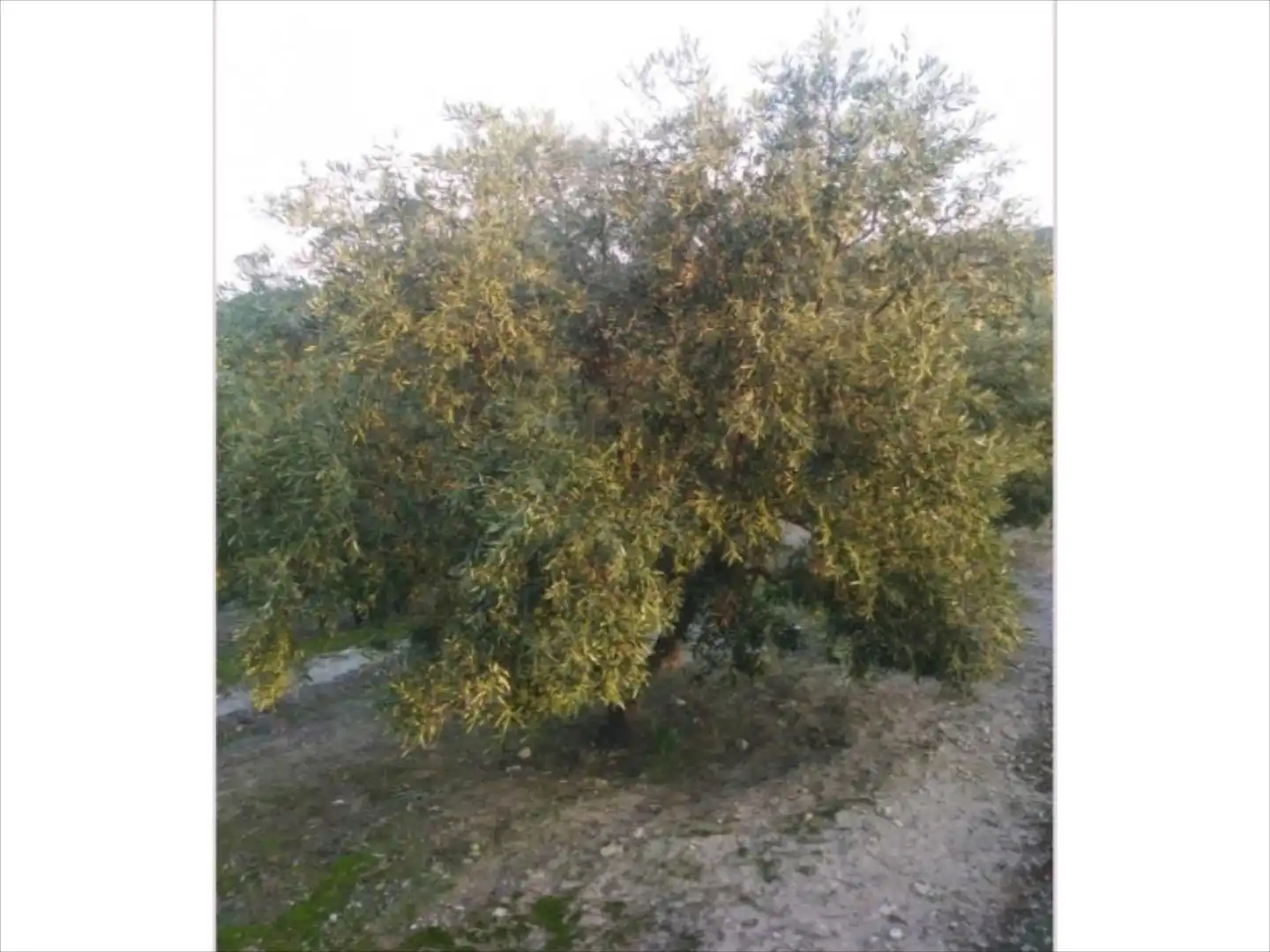 Terreno rustico in vendita a Cabra, imagen 5