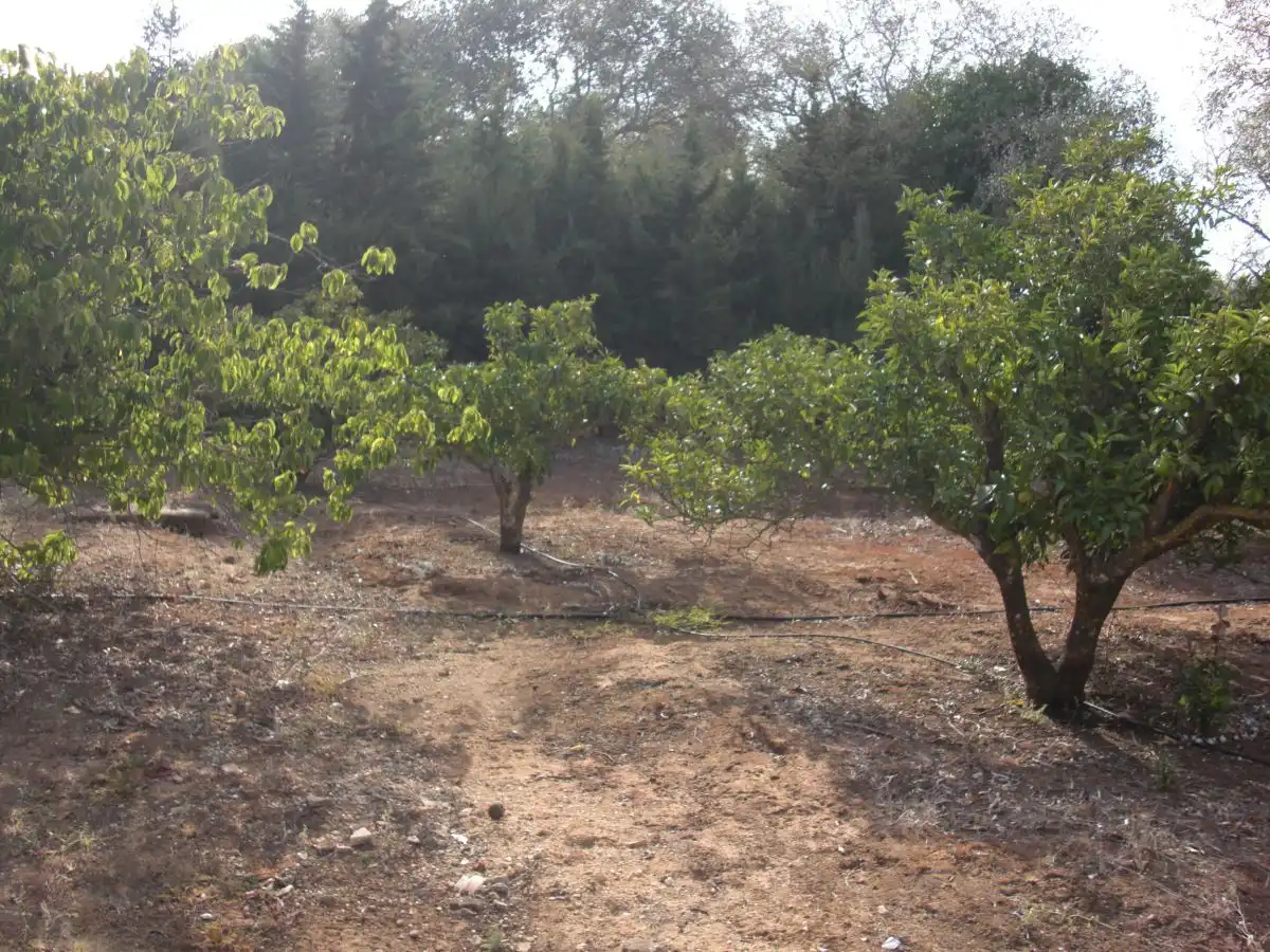 Maison rustique à vendre à Vejer, imagen 21