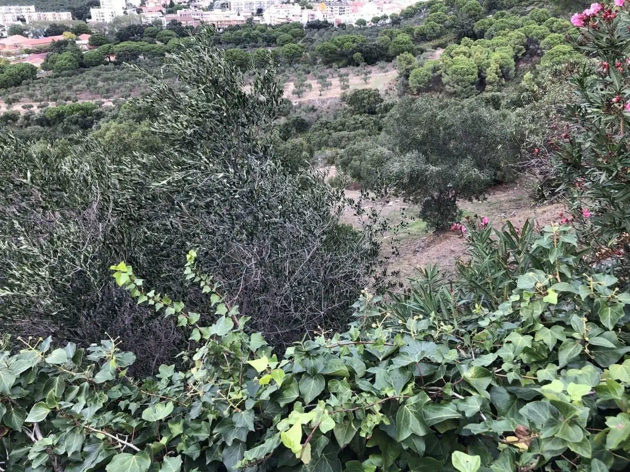 Terreno en venta en Carrer Pit?goras, Els Grecs - Mas Oliva