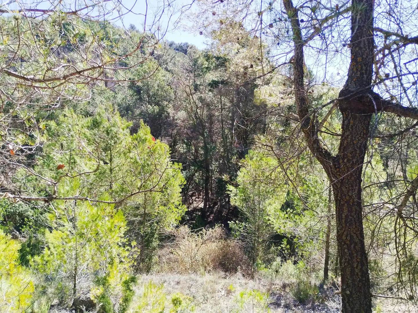 Terreno rústico en venta en La Morera de Montsant, imagen 31