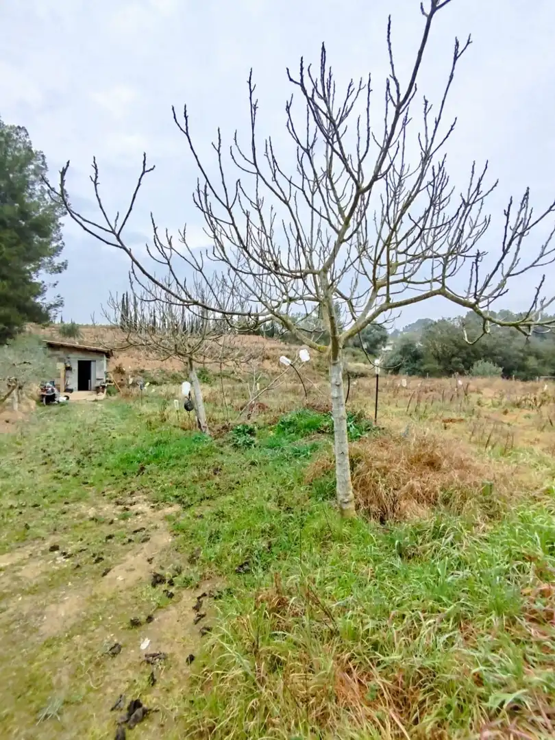 Rural land for sale in Ginestar, imagen 63