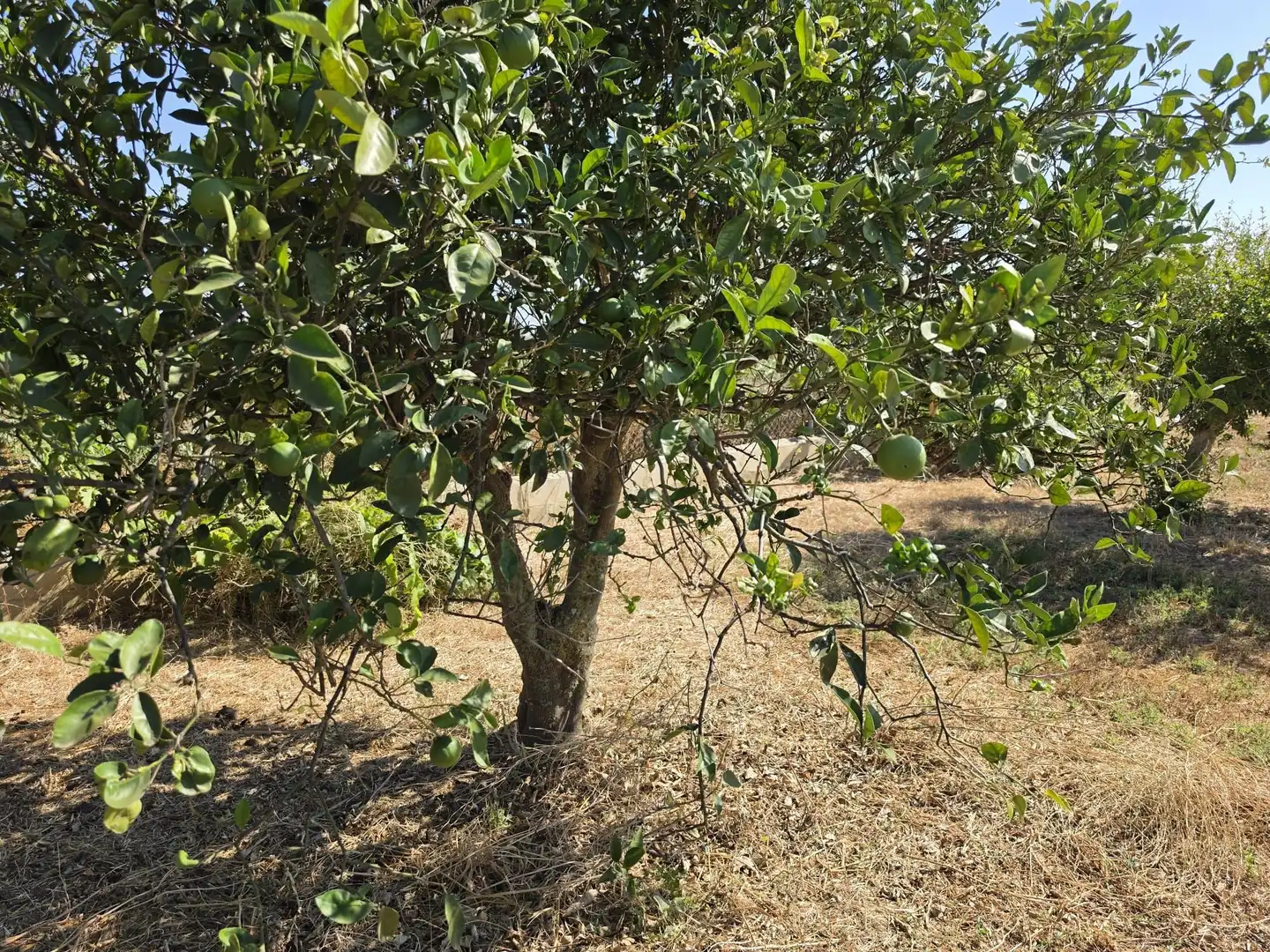 Rural land for sale in Calle Verea de la tarde, imagen 26
