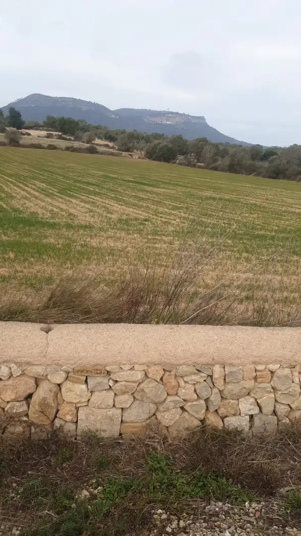 Terreno rustico in vendita a Llucmajor pueblo, imagen 2