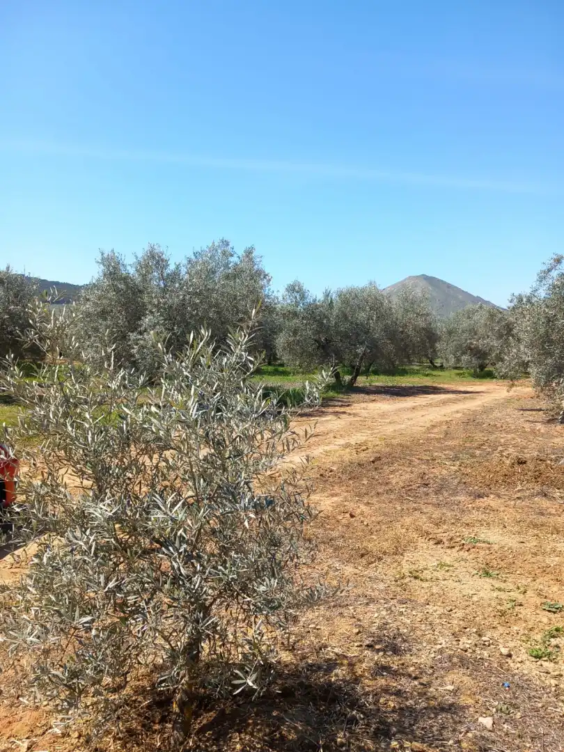 Terreni e lotti in vendita a Atarfe, imagen 9