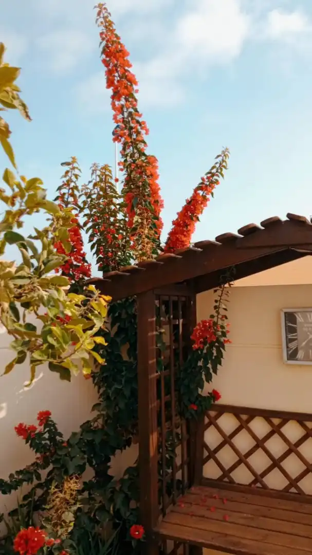Garden of Detached homes for rent in San Pedro del Pinatar  with Air Conditioner, Heating and Private garden