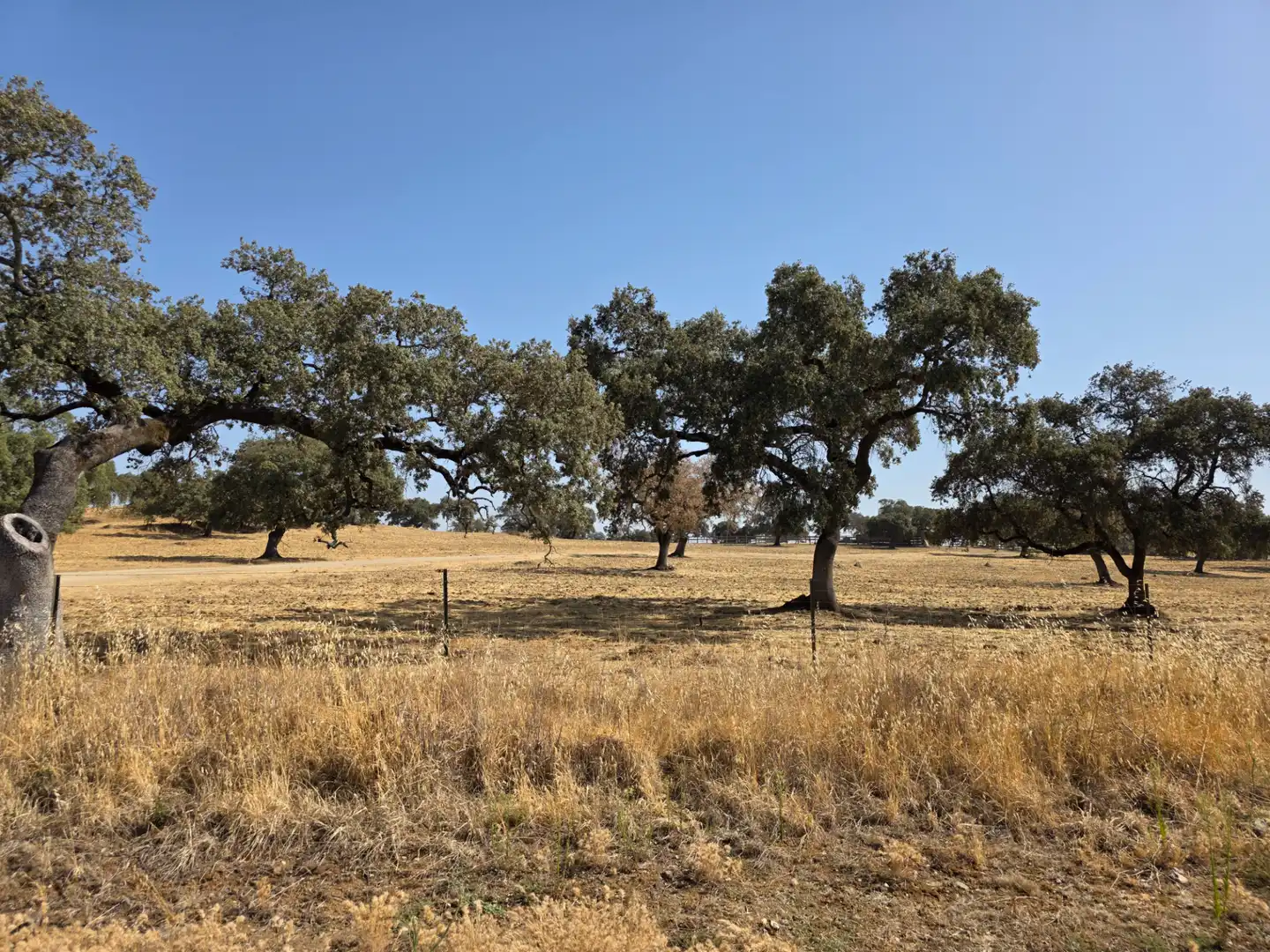 Rural land for sale in Sur, imagen 2