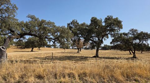 DEHESA DE 820 HA EN SIERRA NORTE DE SEVILLA CON CORTIJO, PISCINA Y EXPLOTACIÓN GANADERA, imatge 2