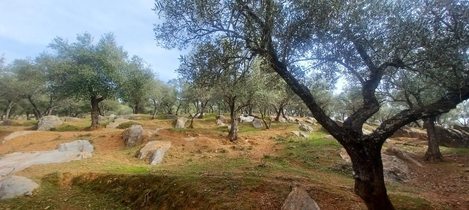 Terreni e lotti in vendita a Constantina, imagen 4