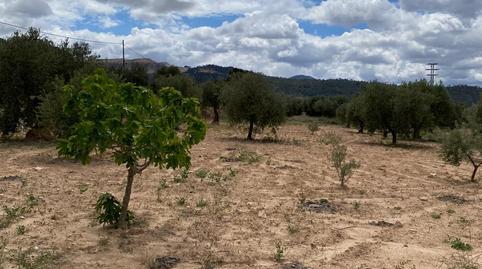Foto 5 de Finca rústica en venta en El Pinós / Pinoso, Alicante