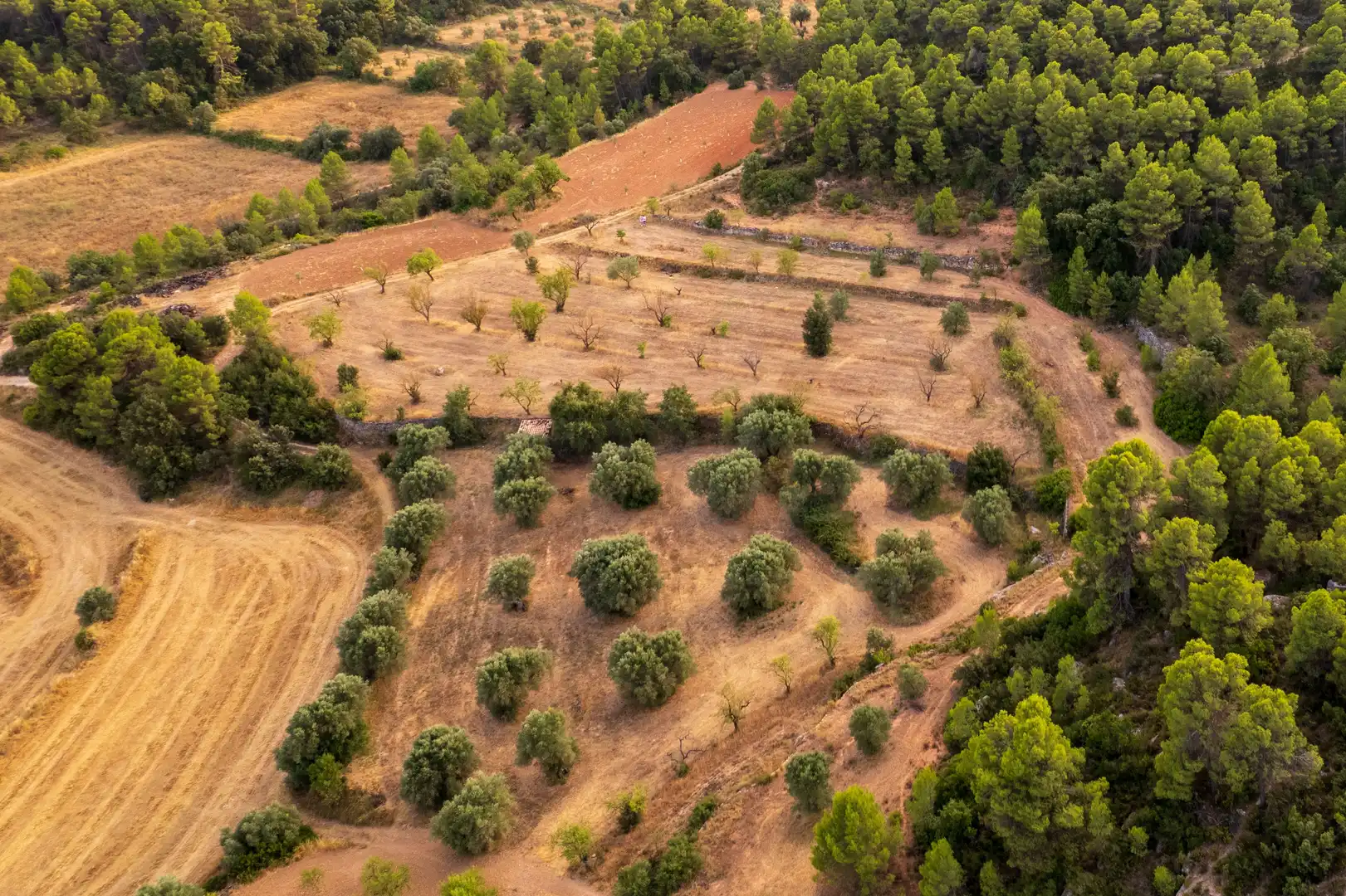 Terreni e lotti in vendita a Lledó, imagen 15