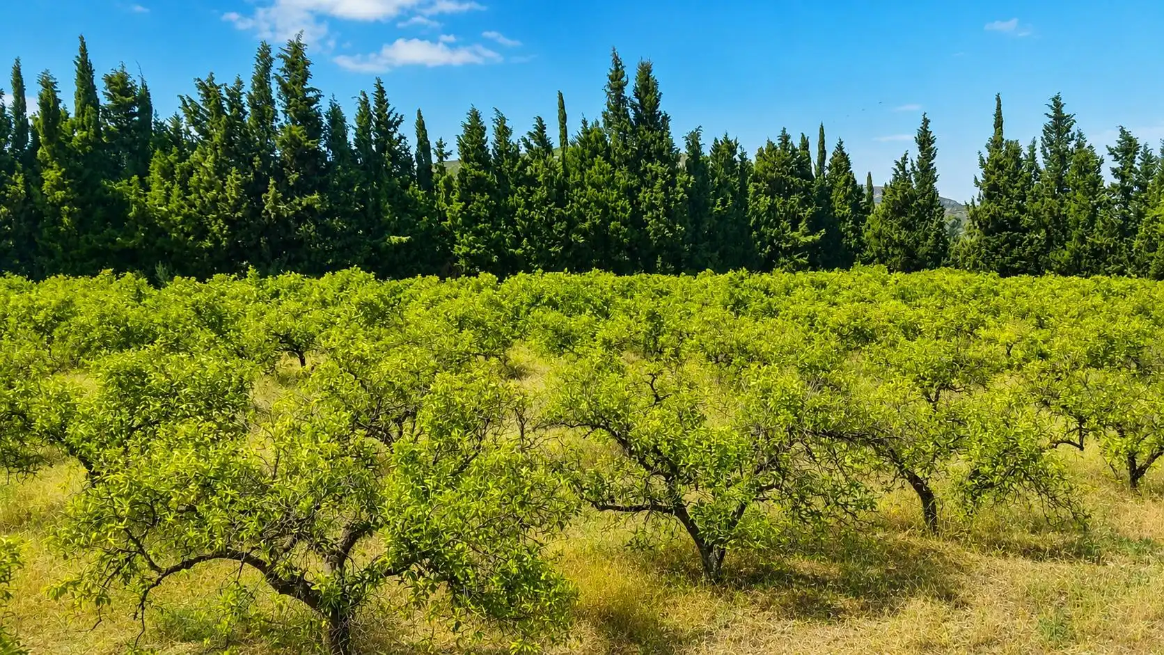 Terreno rústico en venta en Santa Magdalena de Pulpis, imagen 5