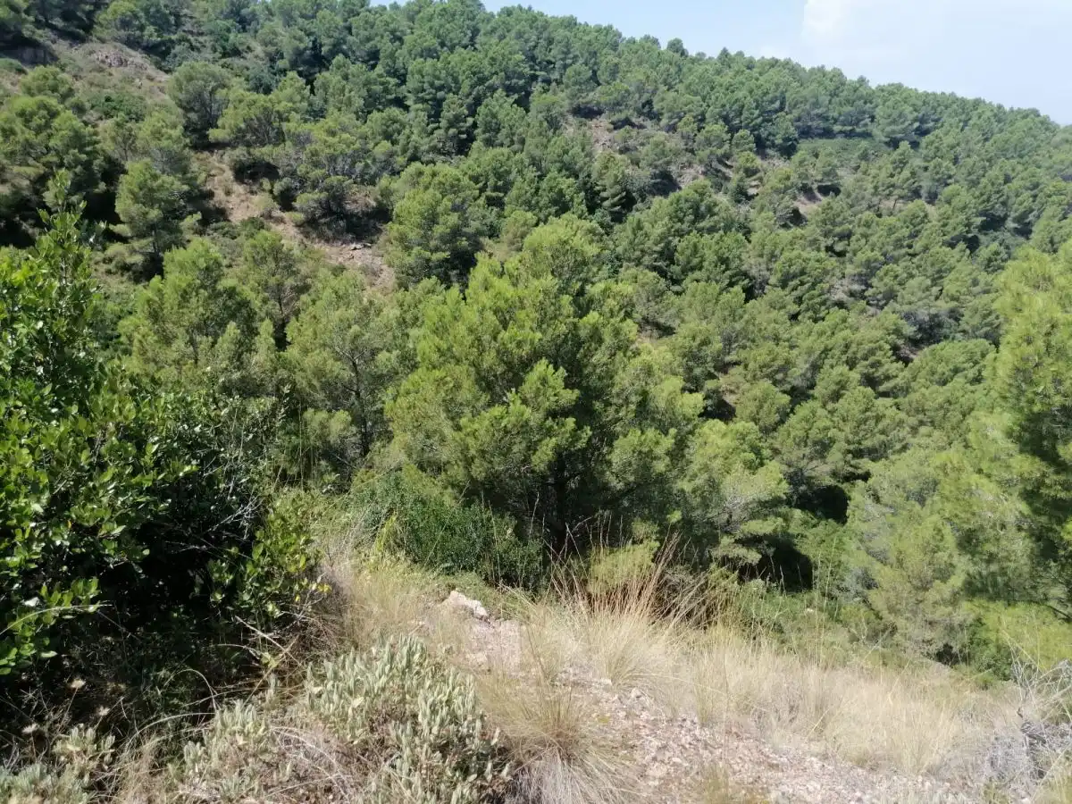 Grundstücke und Bauplätze zum Verkauf in Puig Rodo, imagen 7
