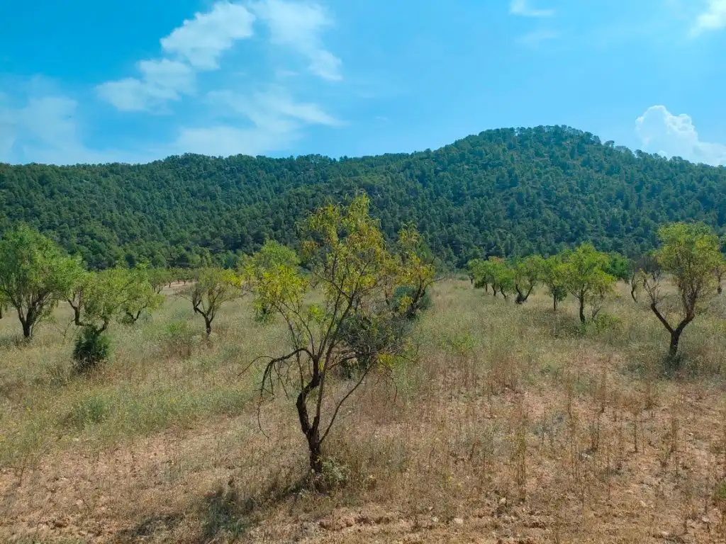 Terreni e lotti in vendita a Arens de Lledó