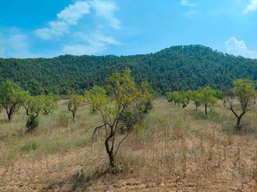 Terreno rústico en venta en Arens de Lledó