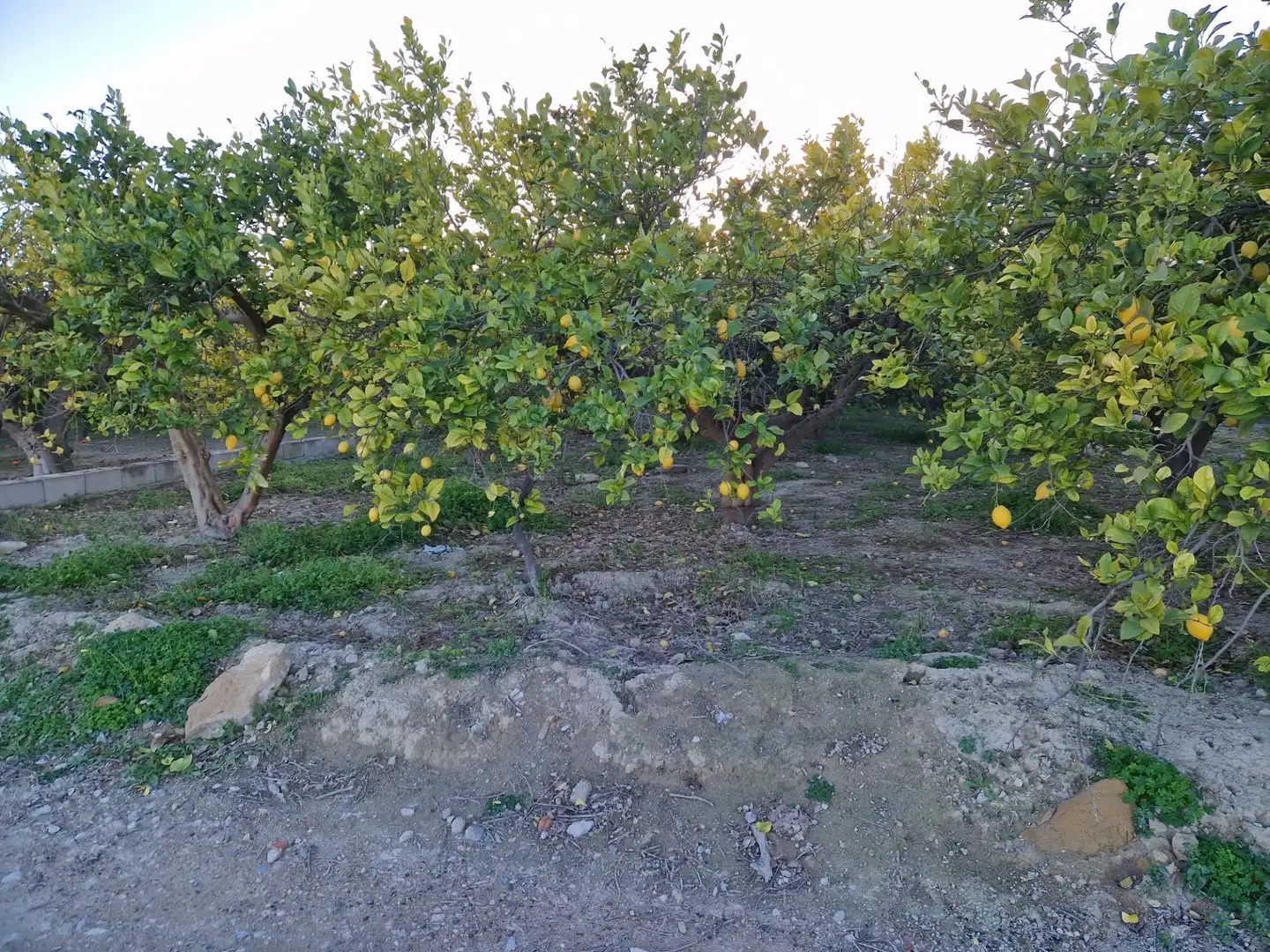 Land for sale in Villanueva del Río Segura