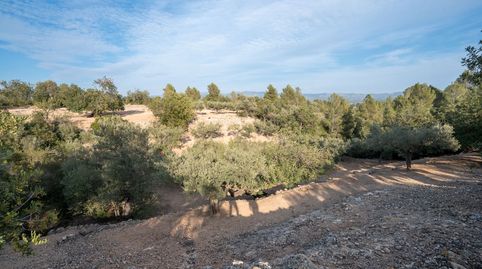 Finca rústica de olivos y algarrobos en plena producción, imatge 4