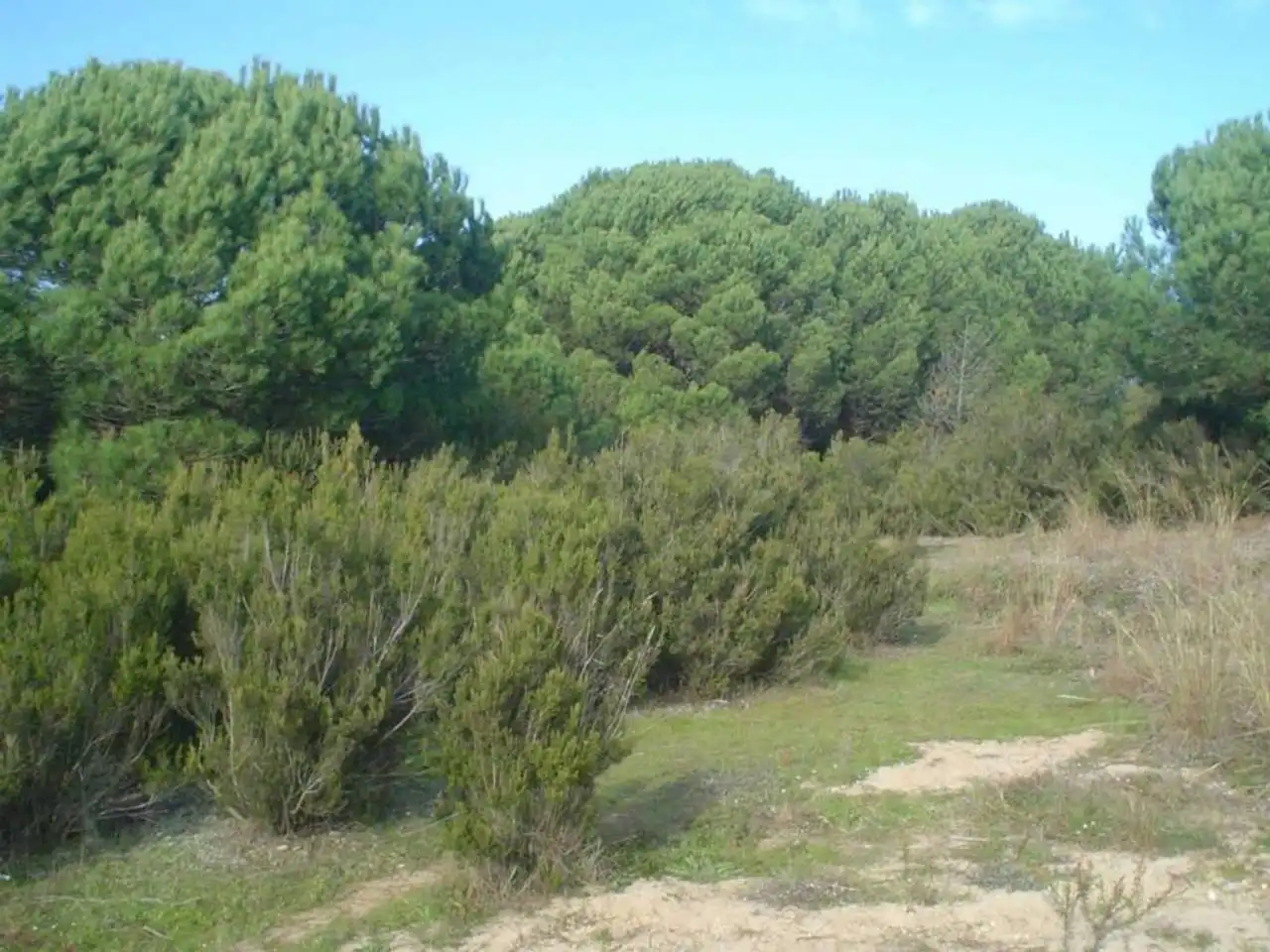 Rural land for sale in Calle JOAN ALCOVER, imagen 4