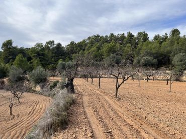 Terreny rústic en venda a Lledó
