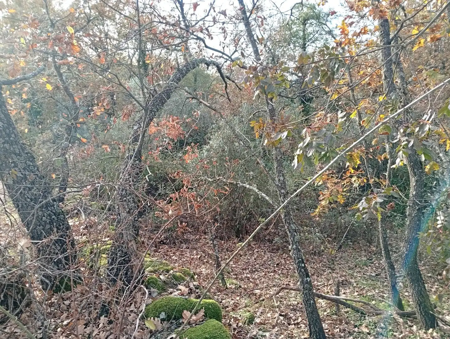 Terreni e lotti in vendita a Viandar de la Vera, imagen 23