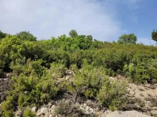 Terreny rústic en venda a Pt Los Barrancos, imagen 9