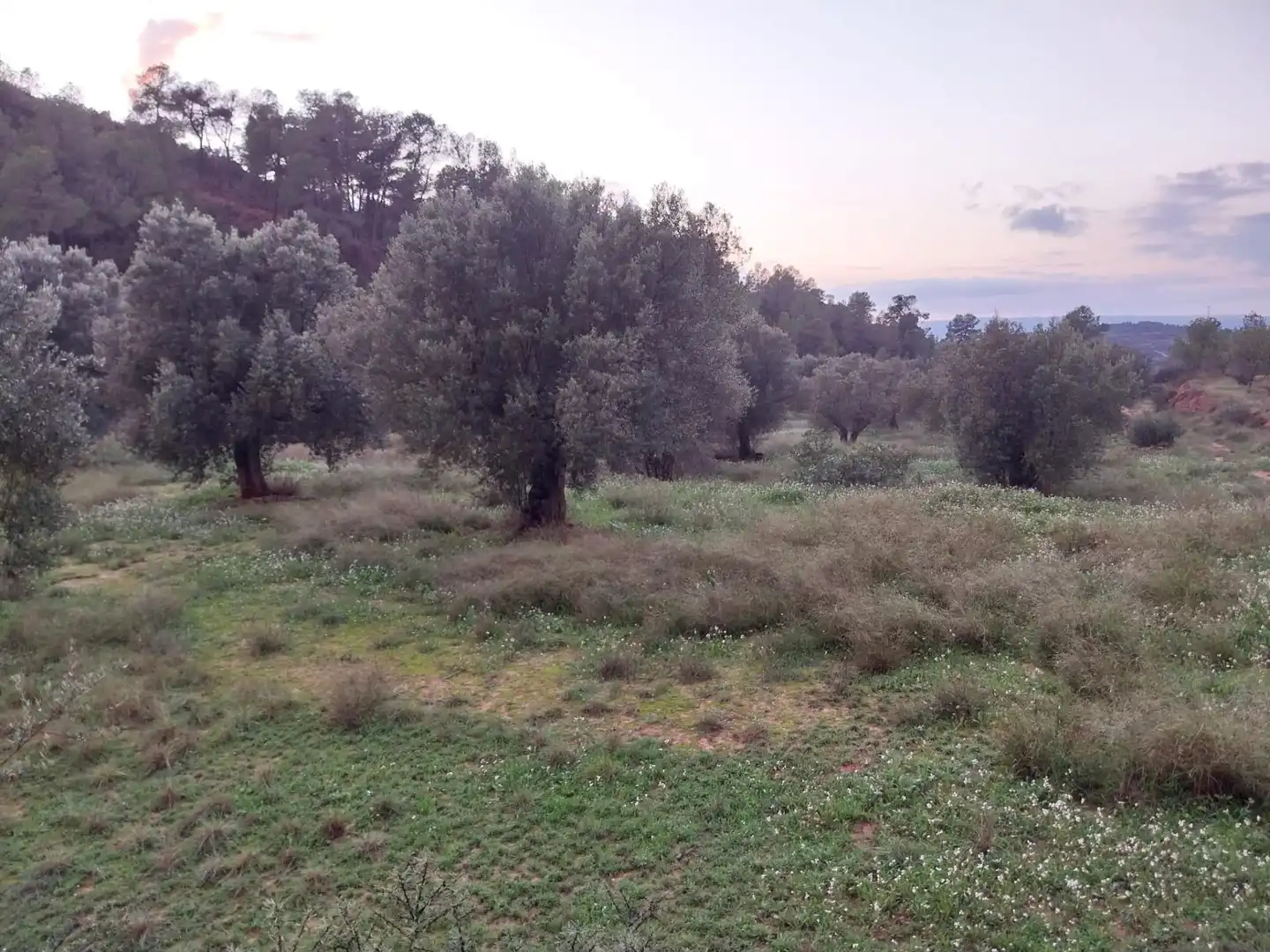 Terrain rustique à vendre à Vinebre, imagen 2