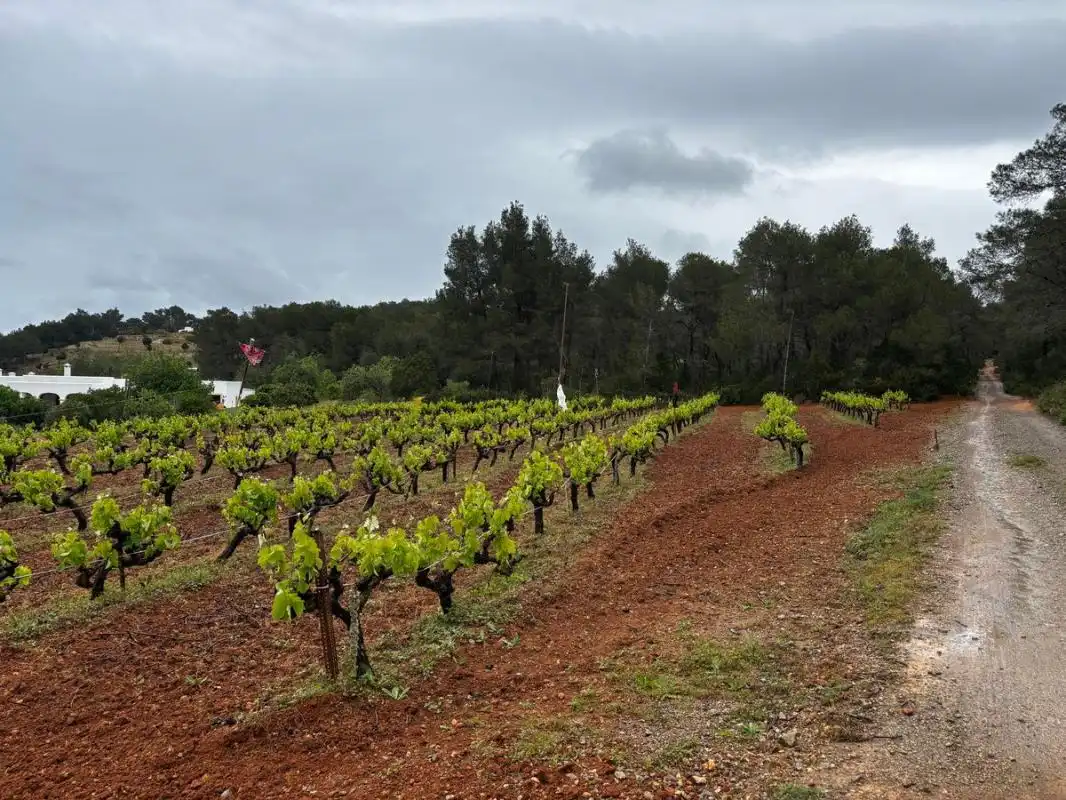 Exterior view of Land for sale in Sant Joan de Labritja