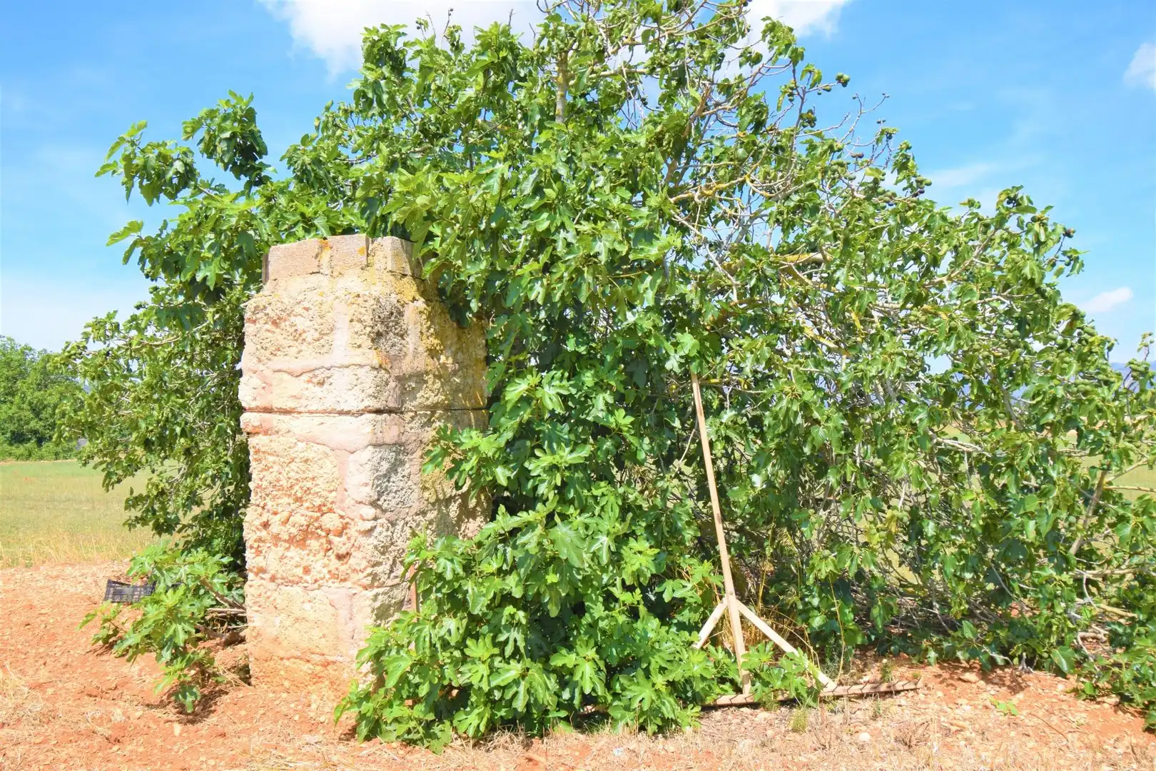 Finca rústica en venda a Llubí