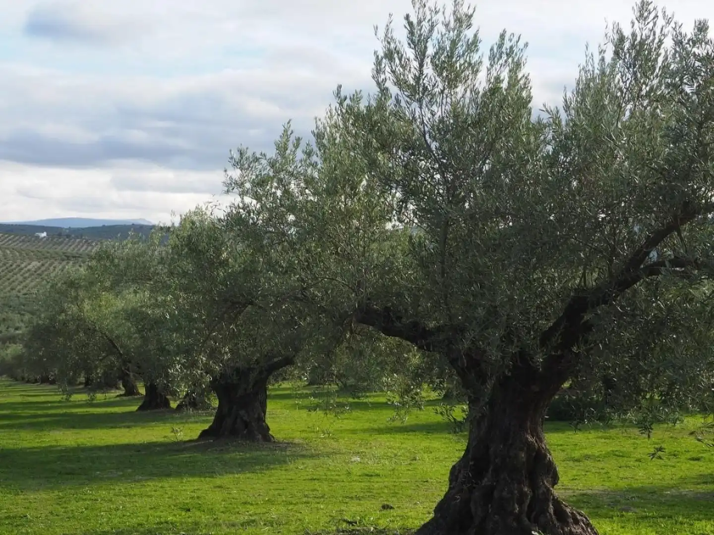 Terreno rustico in vendita a Campo de Criptana, imagen 4