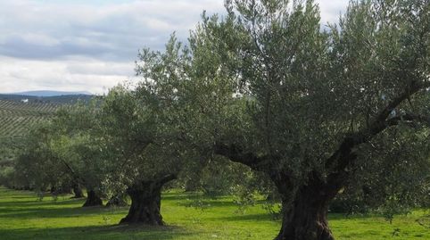 Immagine 4 dell'annuncio
