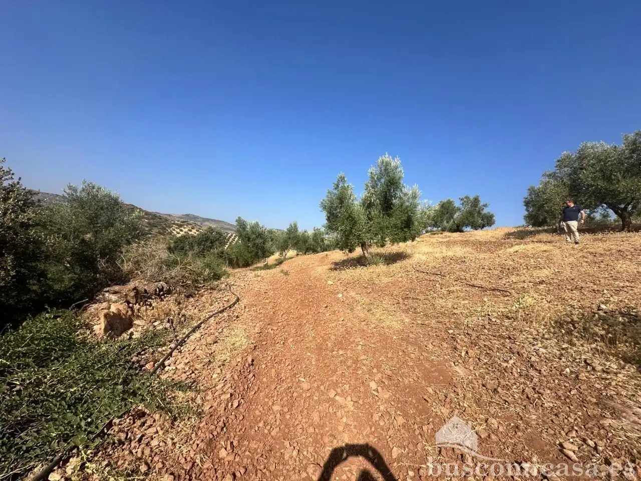 Terrain rustique à vendre à finca de olivar, imagen 4