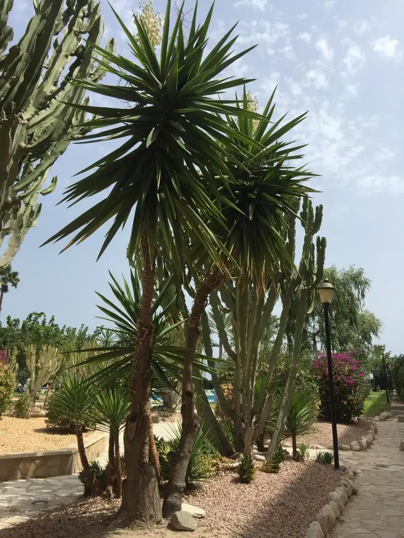 Garden of Flat for sale in El Campello  with Private garden, Terrace and Balcony