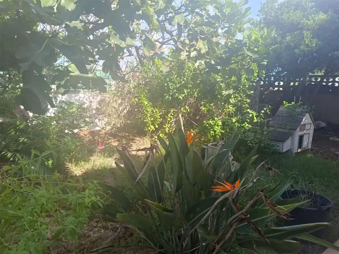 Jardí de Casa o xalet de lloguer en Gandia amb Aire condicionat i Piscina